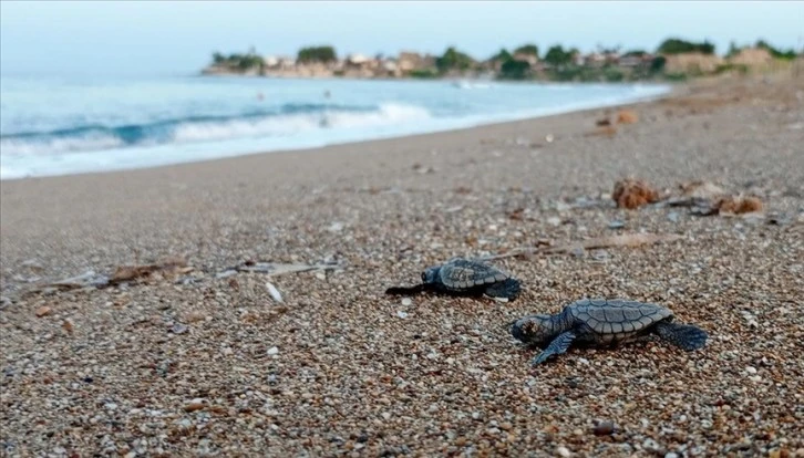 14 Bin Deniz Kaplumbağası Denize Ulaştı