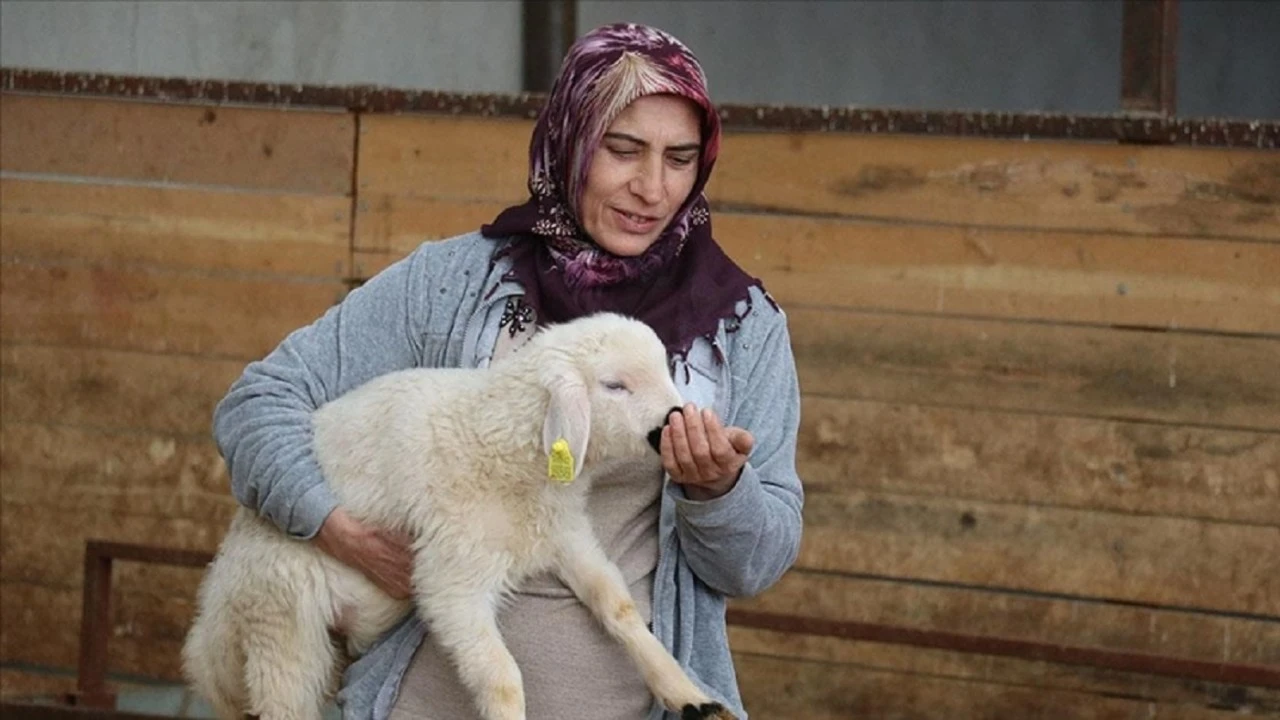 20 koyunla başladığı besicilikte hayvan sayısını 400'e çıkardı