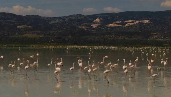 Binlerce Flamingodan Renkli Görüntüler