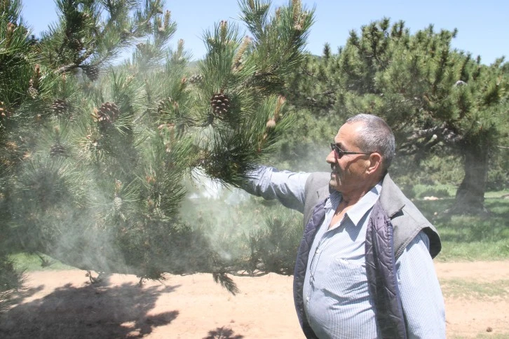 Çam Ağacı Poleni Yaylaları Sardı 