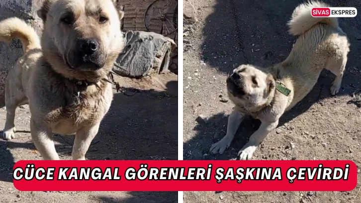 Cüce Kangal Görenleri Şaşkına Çevirdi