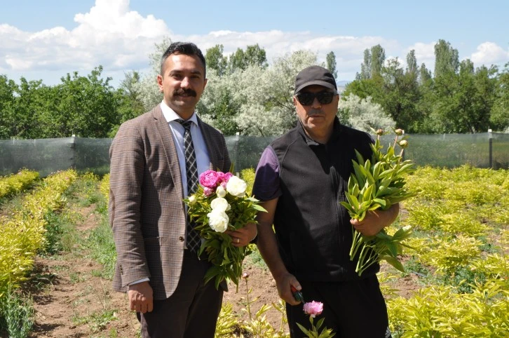 Dikkat! Burası Hollanda Değil Sivas! - Sivas Haberleri