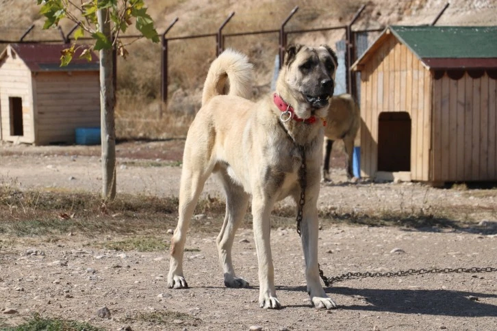 Dünyanın En Sadık Köpeği Sivas Kangalı