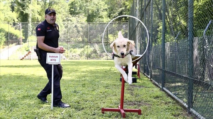 Jandarmanın Köpekleri Göreve Hazır