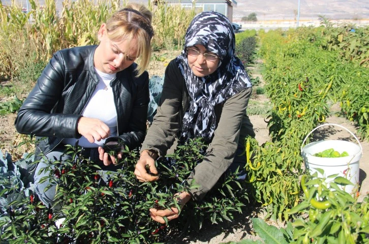 Kadınlar Organik Ürünler Yetiştiriyor