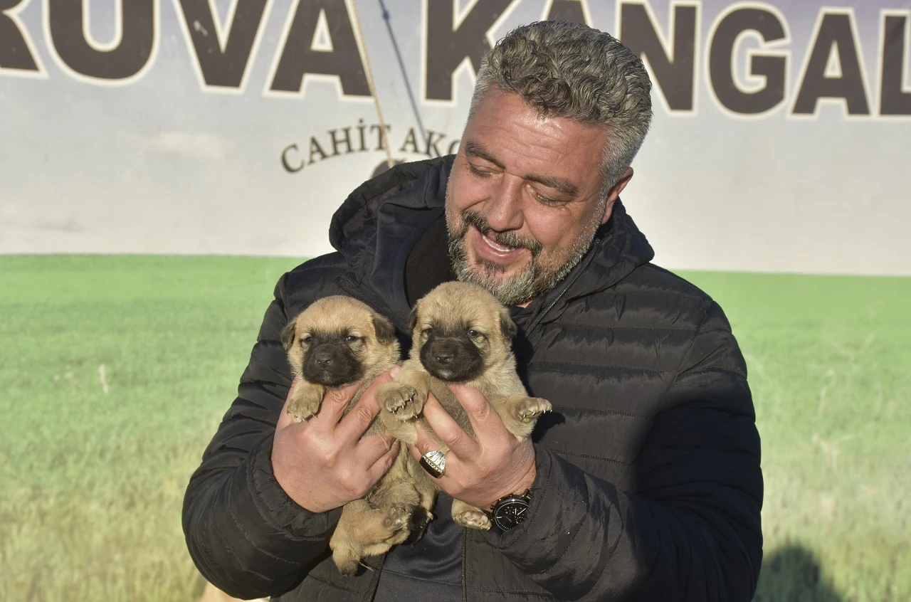 Kangal Köpeği Sevdasını Safkan Üretim Çiftliğine Dönüştürdü