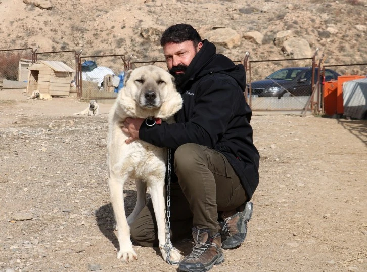 Kangal Köpeğini Böyle Tanıyor