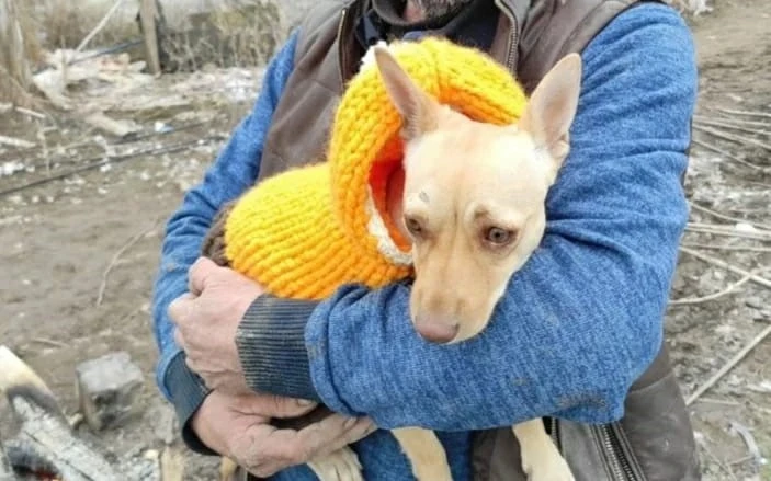 Kayıp Köpeğini Bulana 100 Bin Lira Ödül Verecek