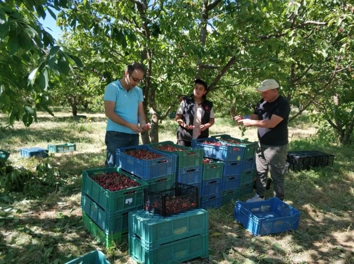 Kiraz Bahçelerinde Hasat Başladı