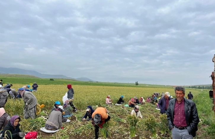 Kuraklık İçin Sevindiren Sağanak Sarısak Tarlalarını Vurdu