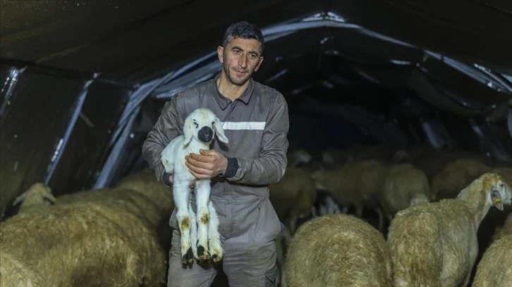 Kuzuları Dayanışmayla Büyütüyorlar