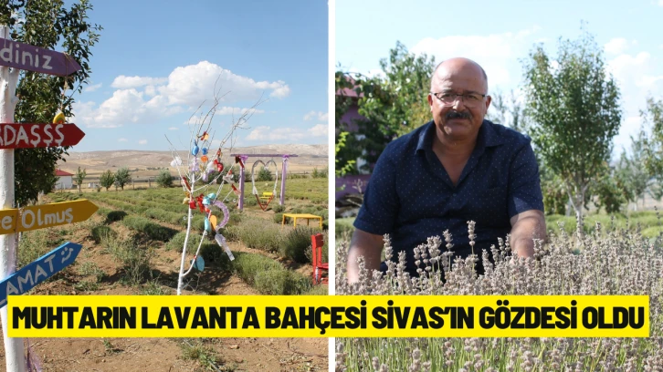 Muhtarın Lavanta Bahçesi Sivas’ın Gözdesi Oldu