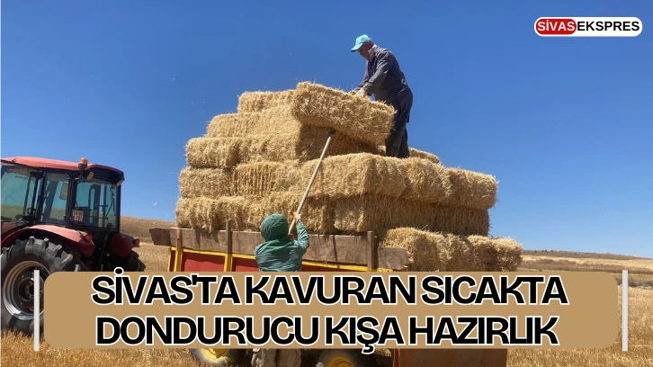 Sivas'ta Kavuran Sıcakta Dondurucu Kışa Hazırlık  