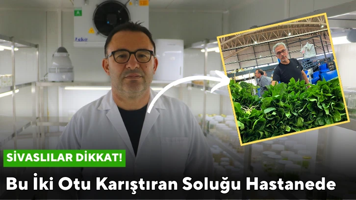 Sivaslılar Dikkat! Bu İki Otu Karıştıran Soluğu Hastanede Alıyor   