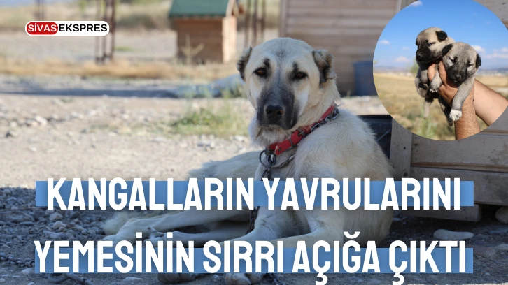 Kangalların Yavrularını Yemesinin Sırrı Açığa Çıktı 