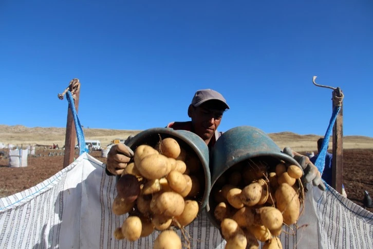 Patates Üretimi Sivas'ta Rekor Kıracak
