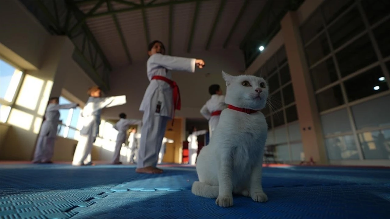 Sevimli kedi &quot;Karate Cat&quot; antrenmanların neşe katıyor