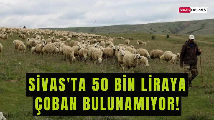 Sivas'ta 50 Bin Liraya Çoban Bulunamıyor!