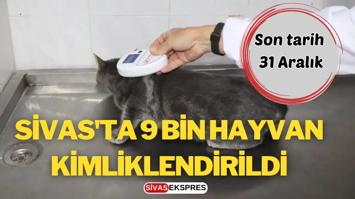 Sivas'ta 9 Bin Hayvan Kimliklendirildi