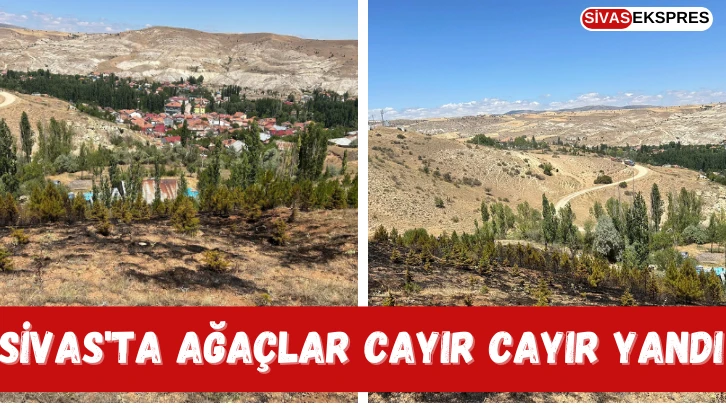 Sivas'ta Ağaçlar Cayır Cayır Yandı