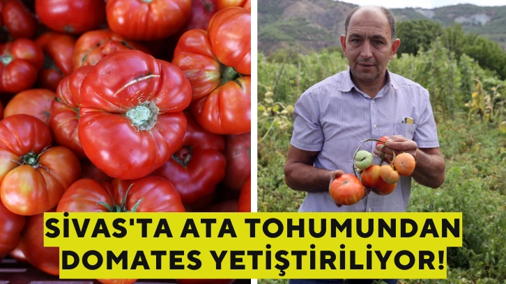 Sivas'ta Ata Tohumundan Domates Yetiştiriliyor!