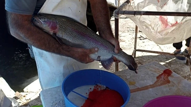Sivas'ta Balık Sağım İşlemi Başladı