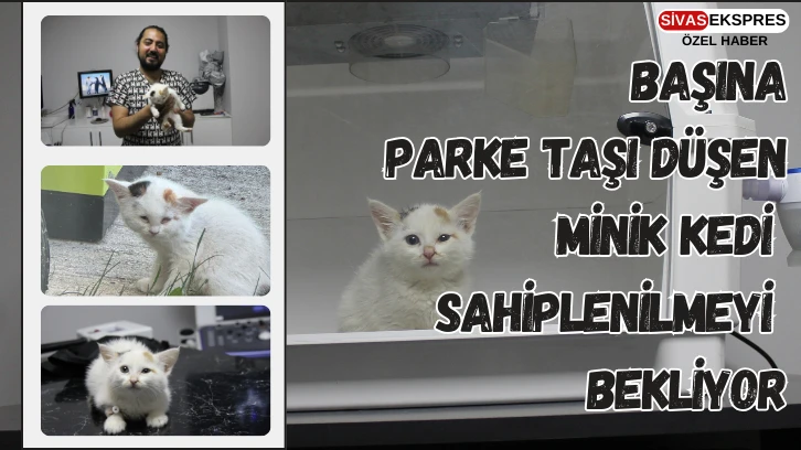 Sivas’ta Başına Parke Taşı Düşen Minik Kedi Sahiplenilmeyi Bekliyor