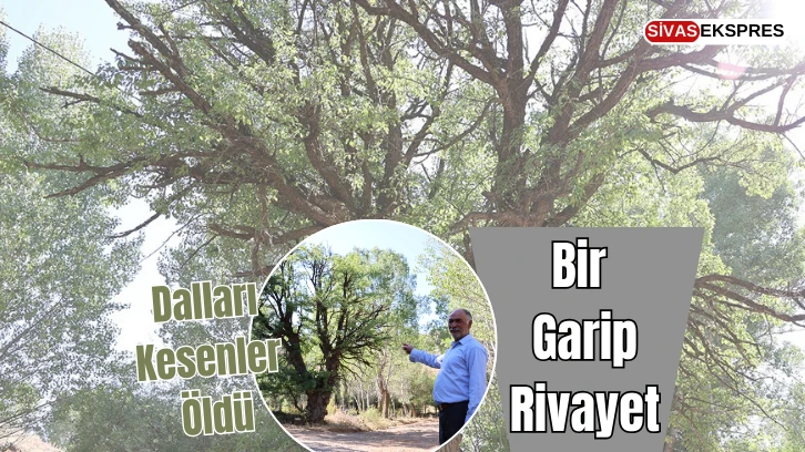 Sivas'ta Bir Garip Rivayet: Dalları Kesenler Öldü