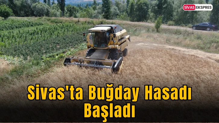 Sivas'ta Buğday Hasadı Başladı