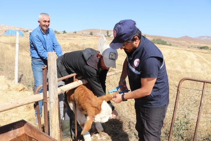 Sivas'ta Büyükbaş Hayvanlara Suni Tohumlama