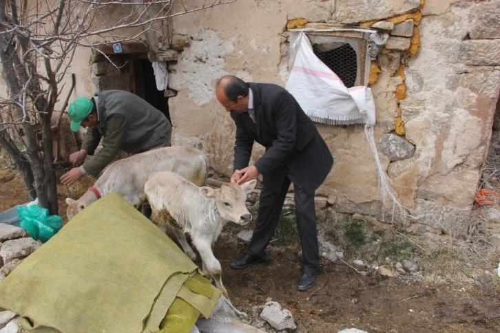 Sivas'ta Buzağı Ölümleri Arttı