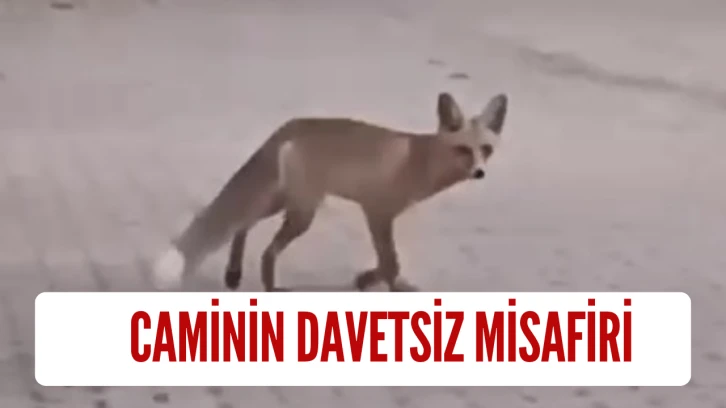 Sivas'ta Caminin Davetsiz Misafiri