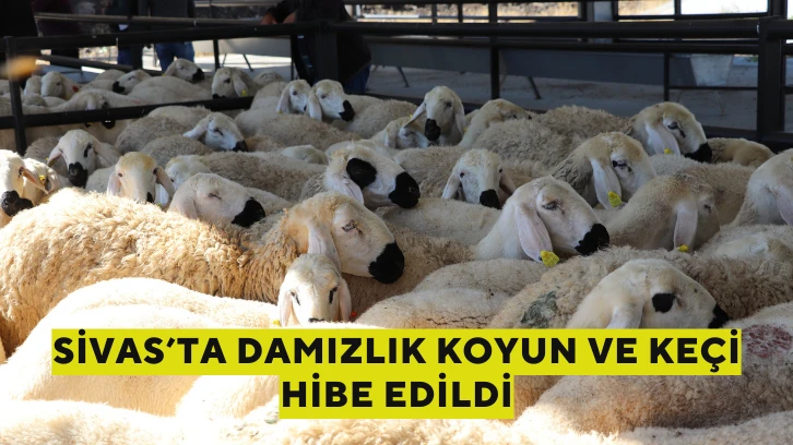 Sivas’ta Damızlık Koyun ve Keçi Hibe Edildi