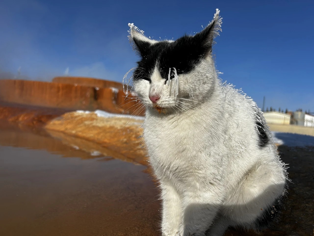 Sivas'ta Donan Kedi Çareyi Öyle Bir Yerde Buldu Ki...