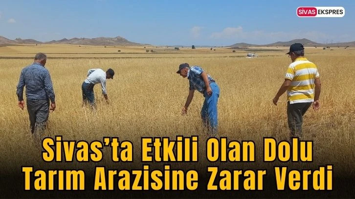 Sivas’ta Etkili Olan Dolu Tarım Arazisine Zarar Verdi