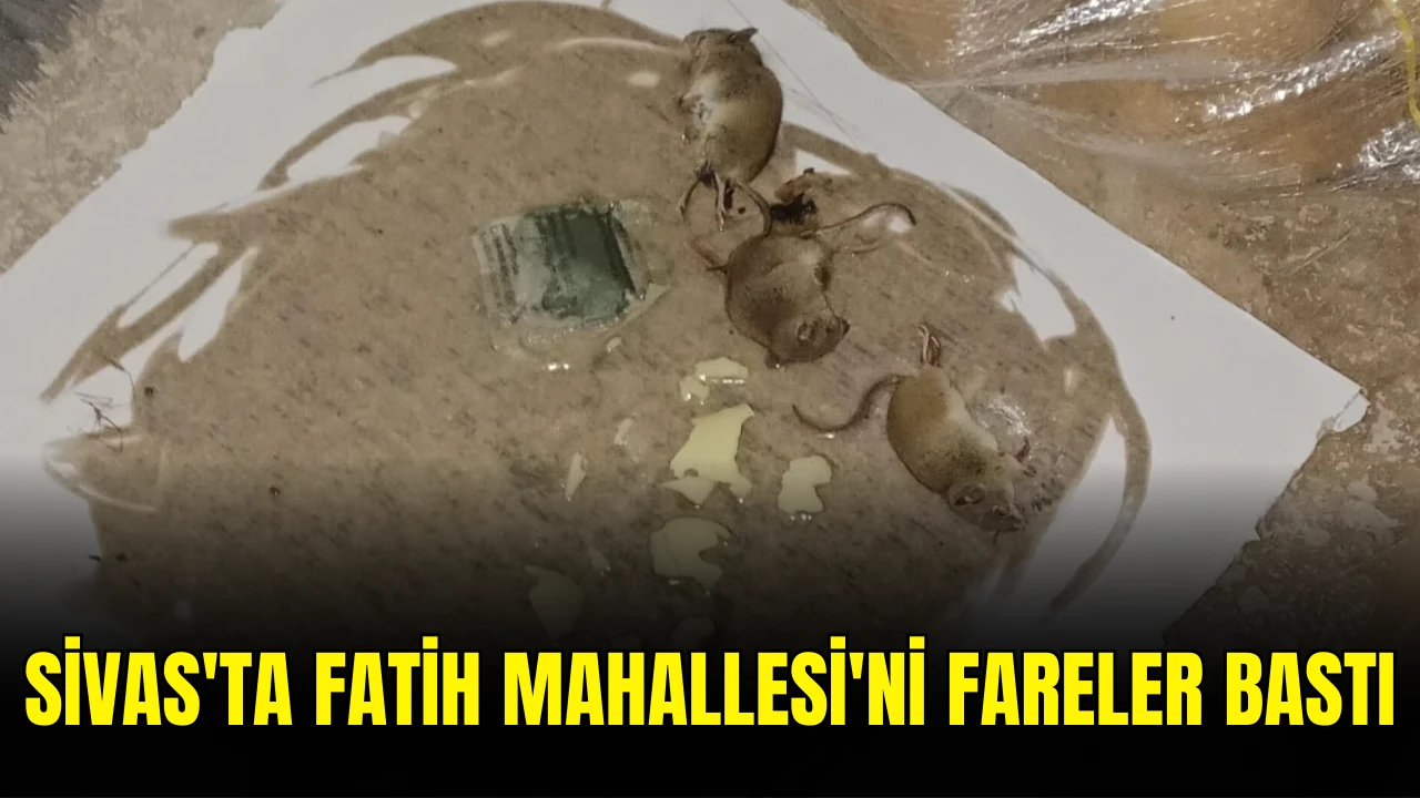 Sivas'ta Fatih Mahallesi'ni Fareler Bastı