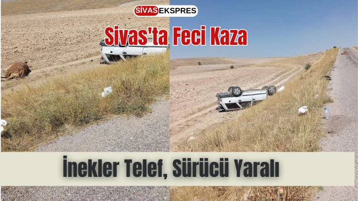 Sivas'ta Feci Kaza: İnekler Telef, Sürücü Yaralı