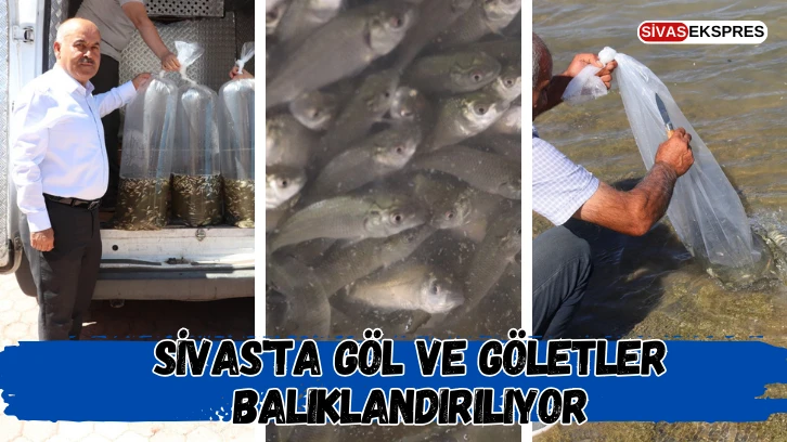 Sivas'ta Göl ve Göletler Balıklandırılıyor