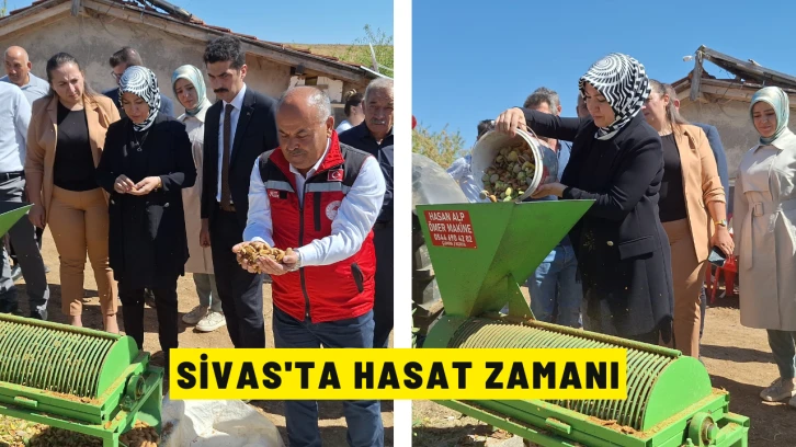 Sivas'ta Hasat Zamanı