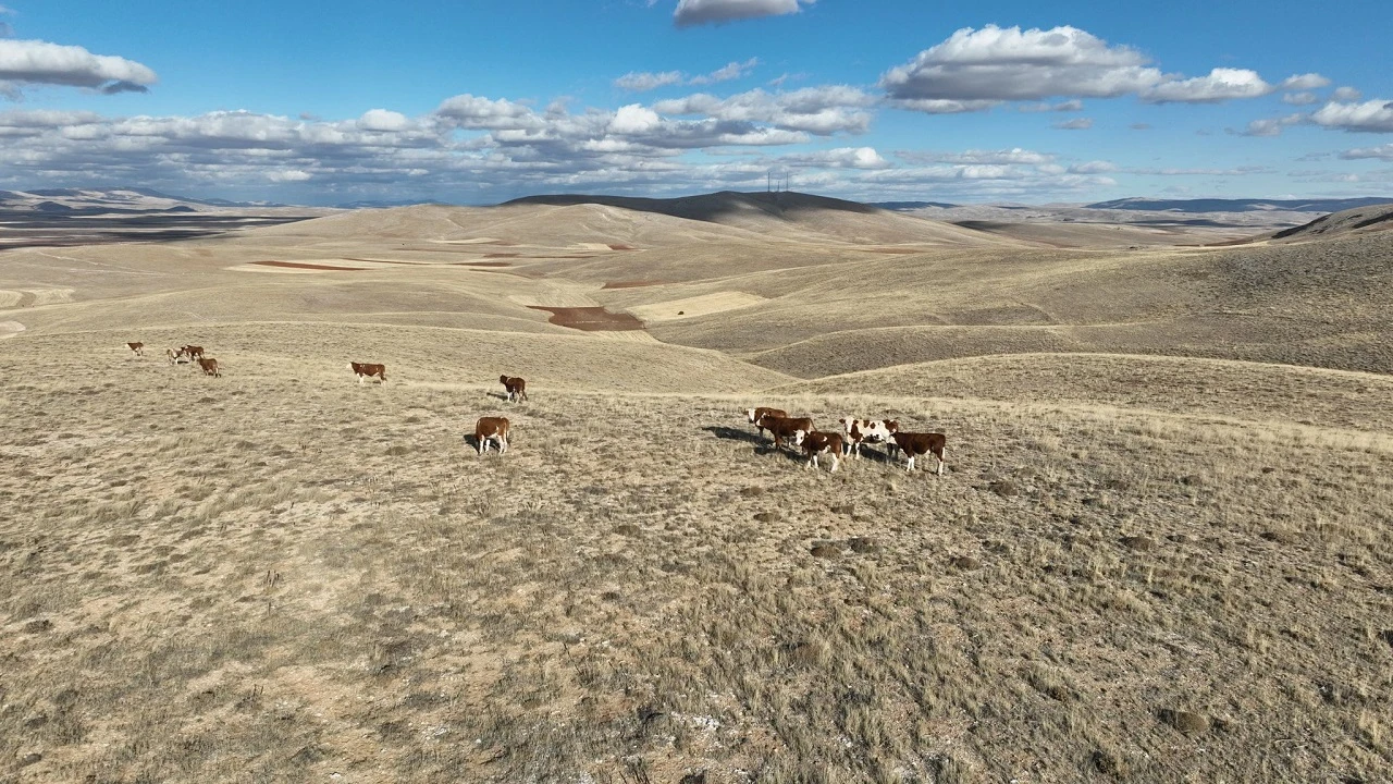 Sivas'ta Kayıp Hayvanlar Drone İle Bulundu