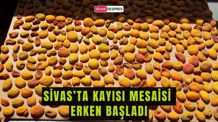 Sivas’ta Kayısı Mesaisi Erken Başladı