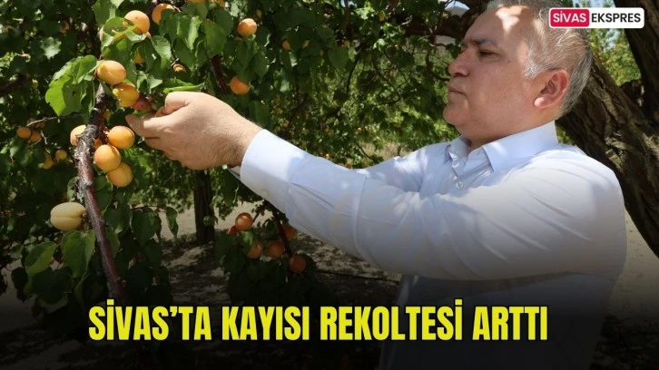  Sivas’ta Kayısı Rekoltesi Arttı 