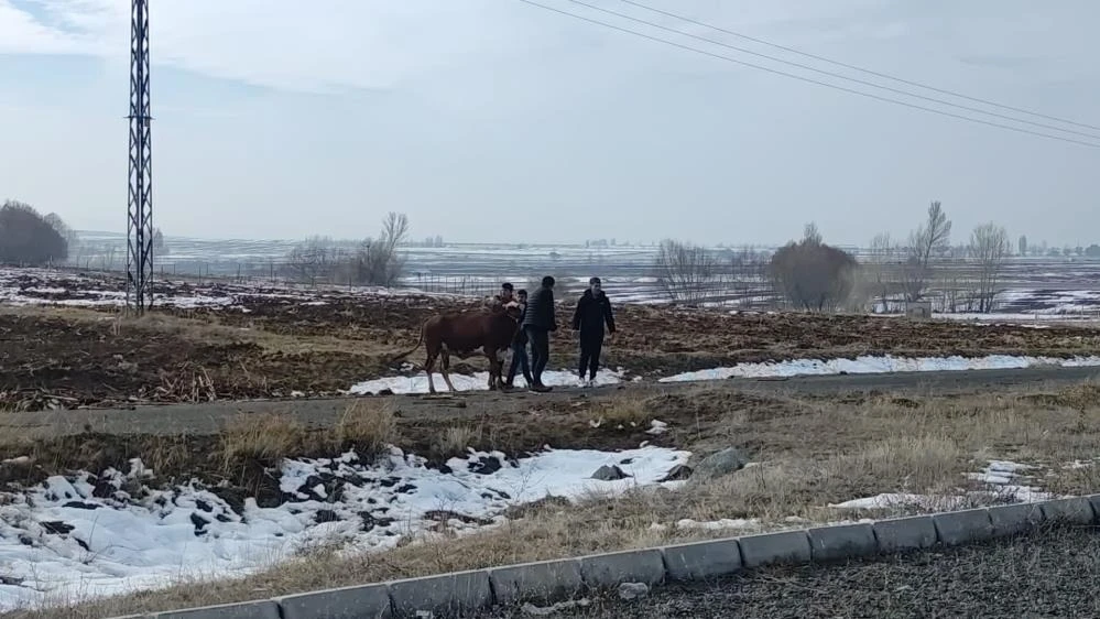 Sivas'ta kazada firar eden inek kendiliğinden geri döndü