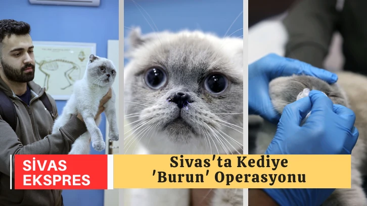 Sivas'ta Kediye 'Burun' Operasyonu