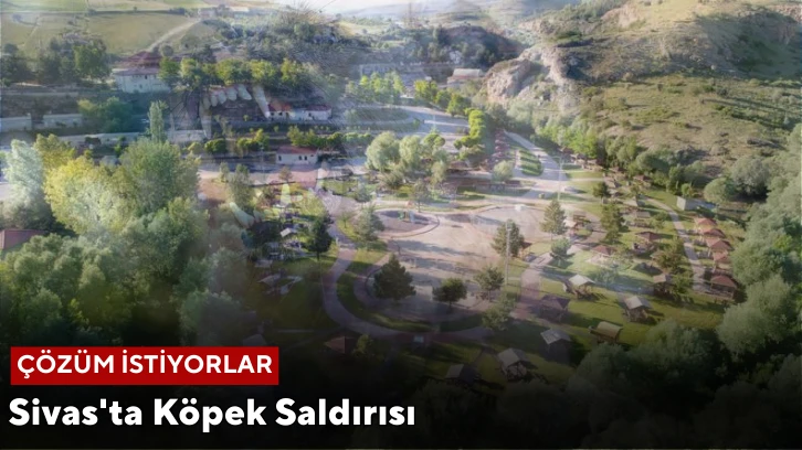 Sivas'ta Köpek Saldırısı