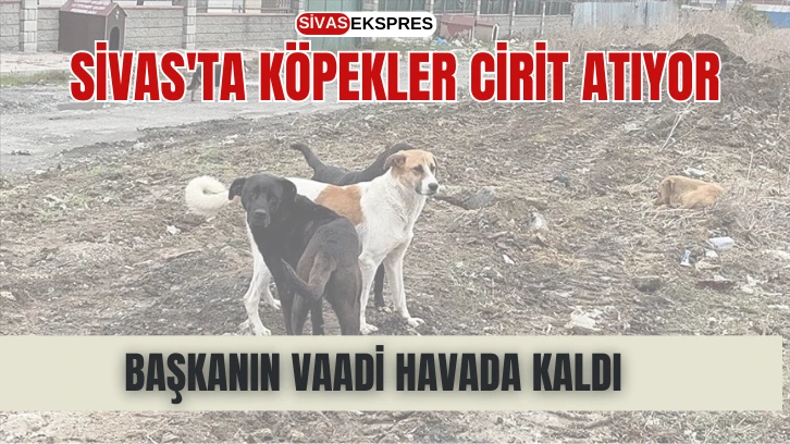 Sivas'ta Köpekler Cirit Atıyor