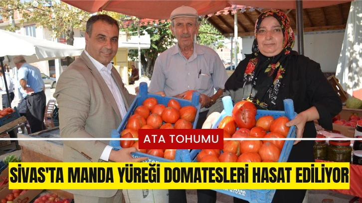 Sivas'ta Manda Yüreği Domatesleri Hasat Ediliyor