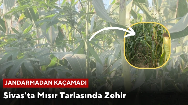 Sivas'ta Mısır Tarlasında Zehir, Jandarmadan Kaçamadı