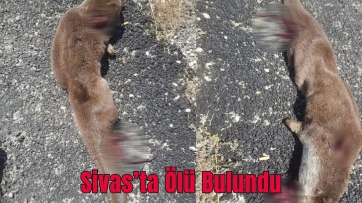 Sivas'ta Ölü Bulundu