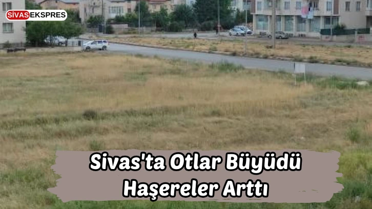 Sivas'ta Otlar Büyüdü, Haşereler Arttı